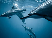 悟空体育登录-狼队士气高涨,将应战濒临降级的狼队,狼队qg